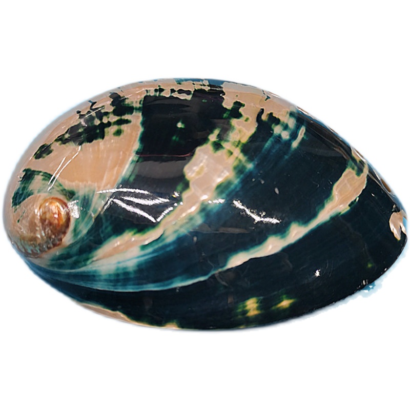 Aquarium Fish New Zealand - New Zealand Black Abalone,Natural rare conch