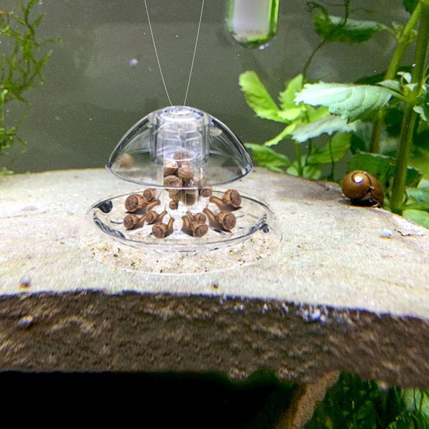 Ailindany Snail Trap Plastic T - Aquarium Fish In Online ulasan dan harga