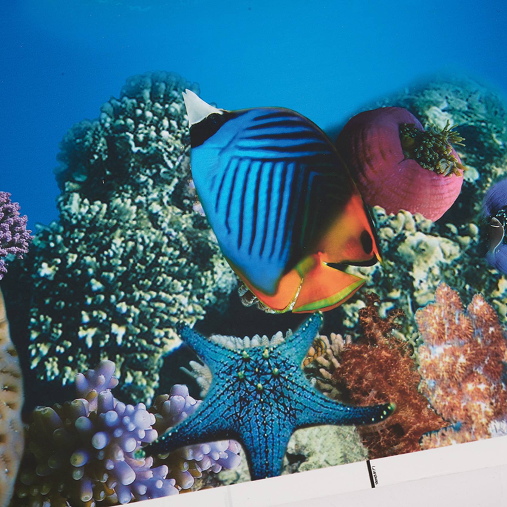 BAAU Aquarium Background Paper - Aquarium Fish Wallpaper Hd ulasan dan harga